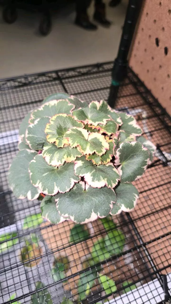 24 Variegated Strawberry Begonia saxifraga stolonifera 4" thumbnail