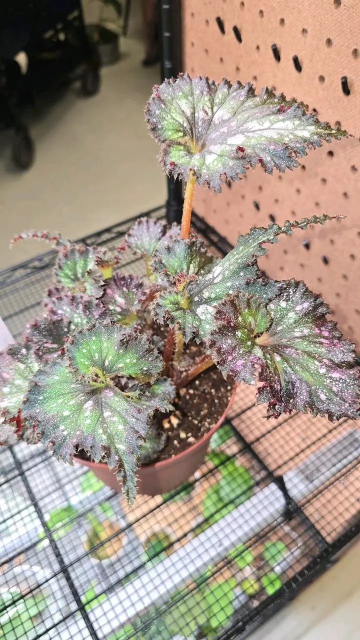 23 Begonia Star Dragon 6" thumbnail