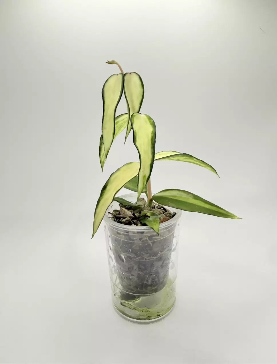 Hoya Burmanica Variegated (rooted) thumbnail