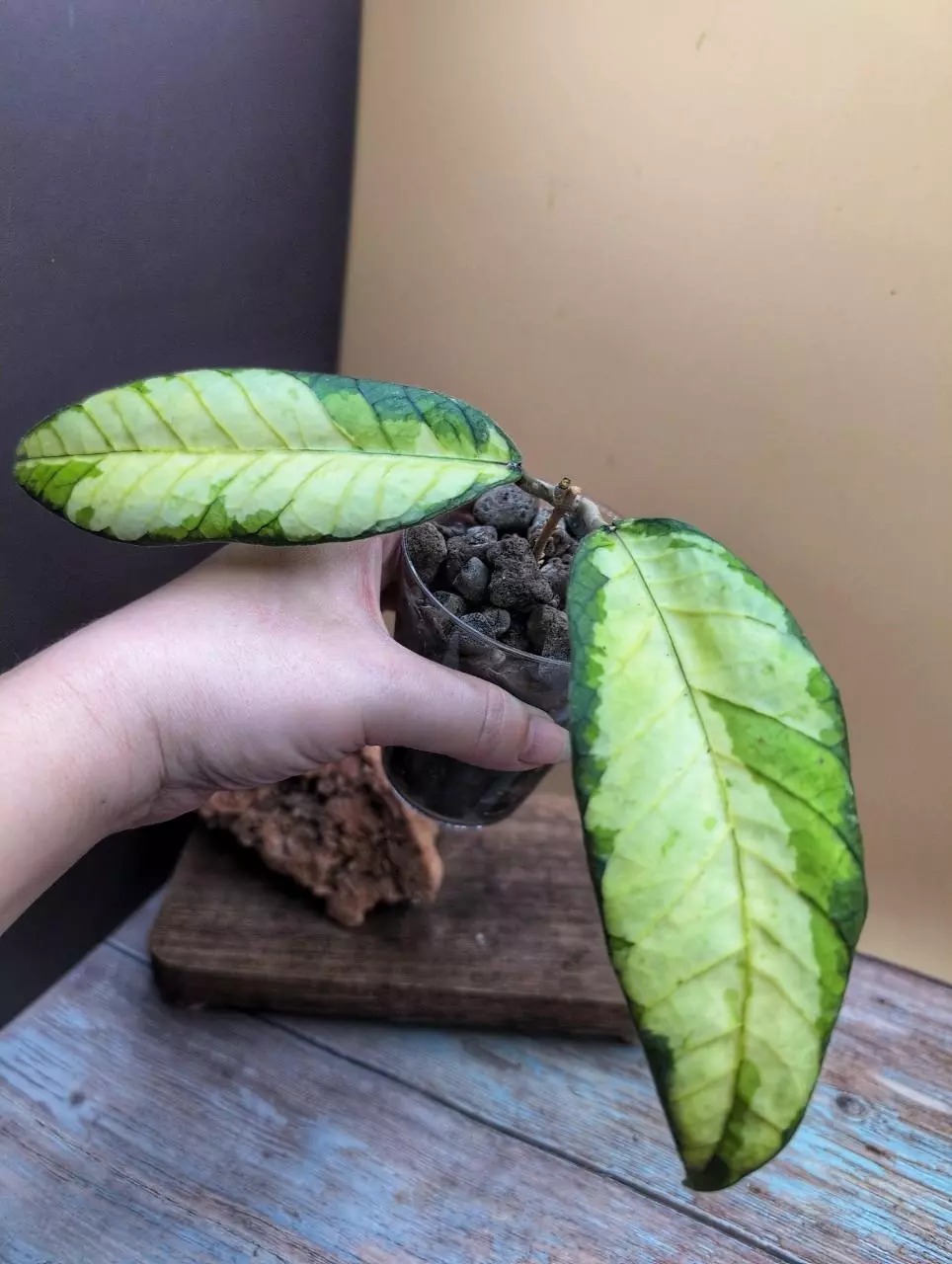 Aceh 'Ladia Galaska' 🦄 thumbnail