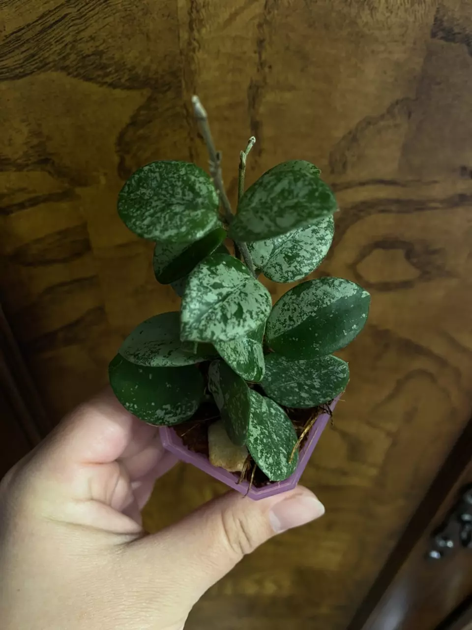 Hoya Mathilde Splash thumbnail