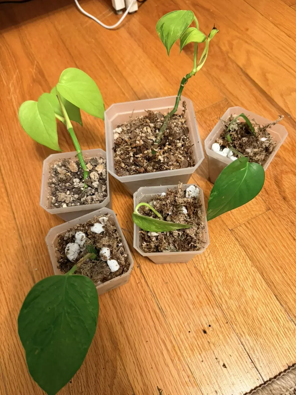 Teruno Pothos Bundle thumbnail