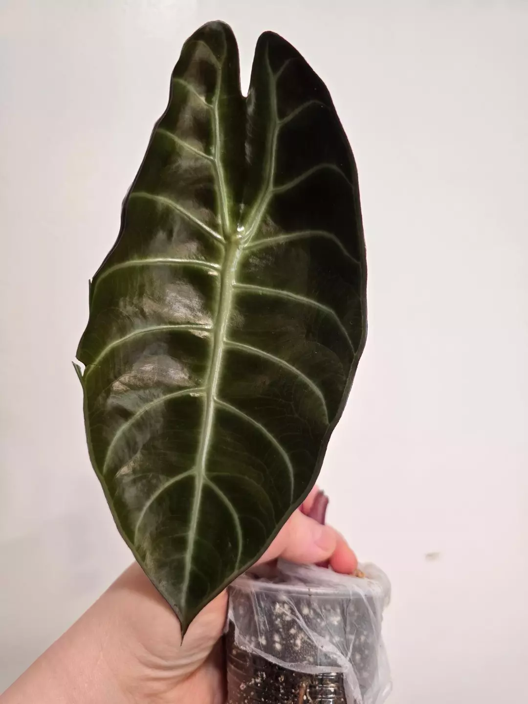 Alocasia Surhirmaniana corm thumbnail