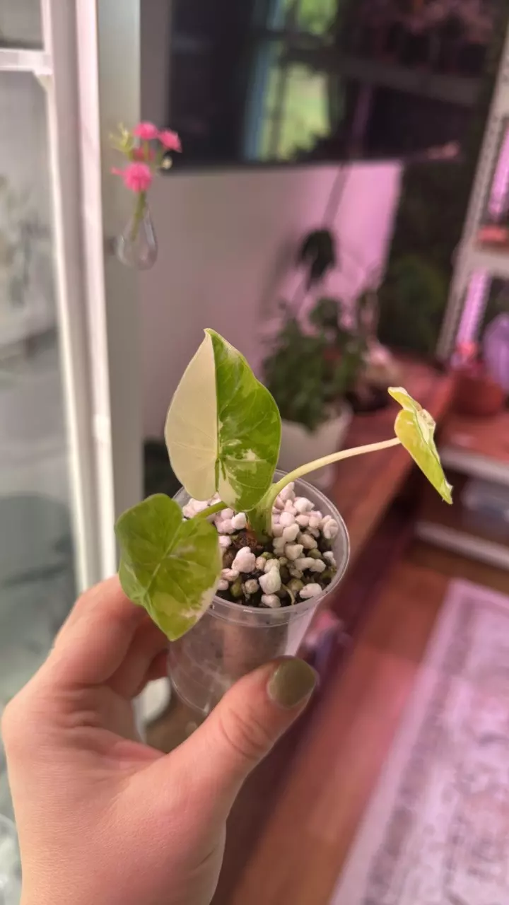 Okinawa Silver Odora Pup thumbnail