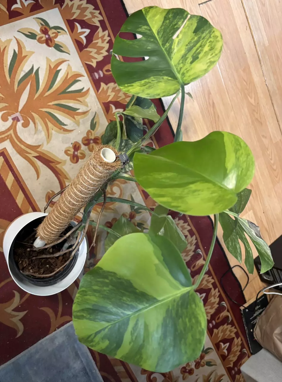 Monstera Aurea Variegated 💚 thumbnail