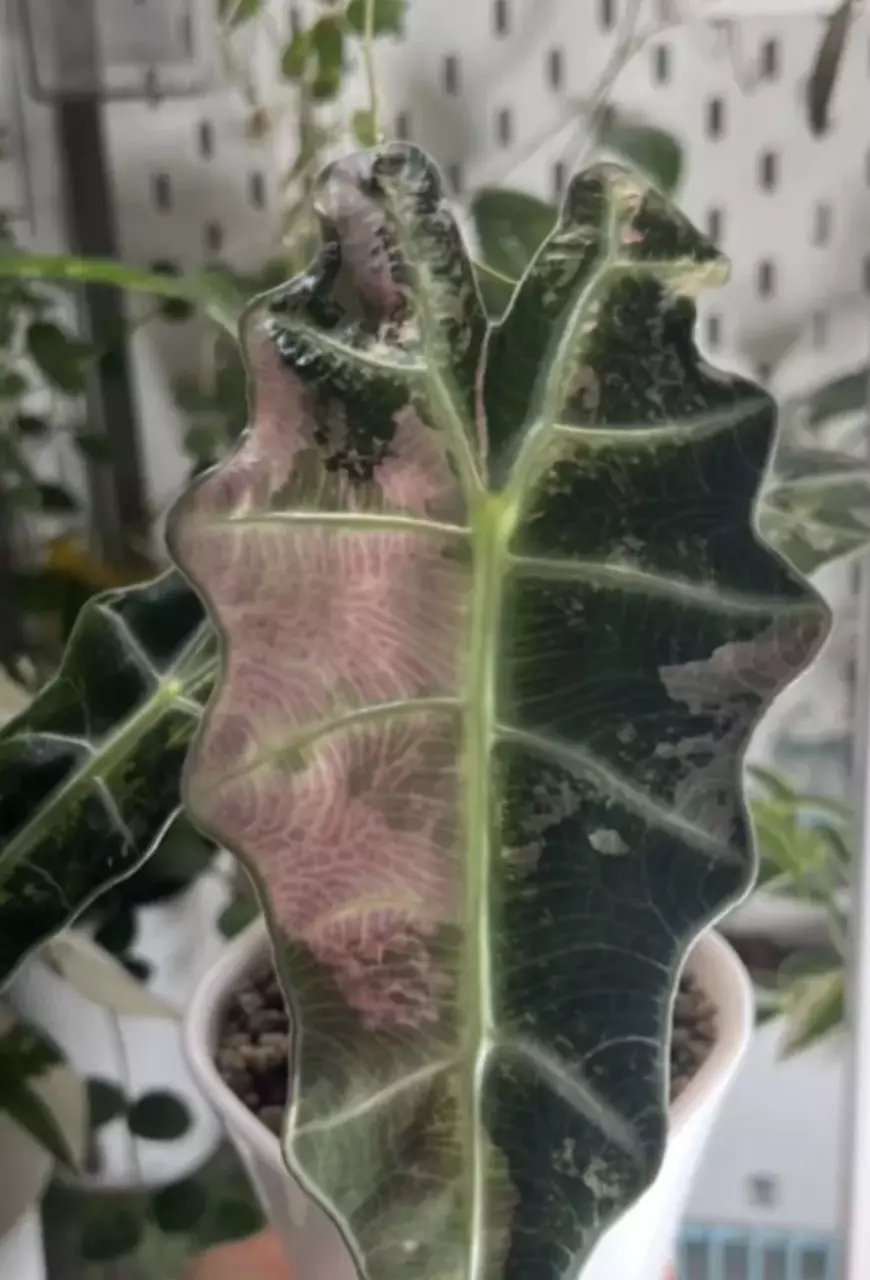 Alocasia pink Polly Amazonica pup only in last pic. thumbnail