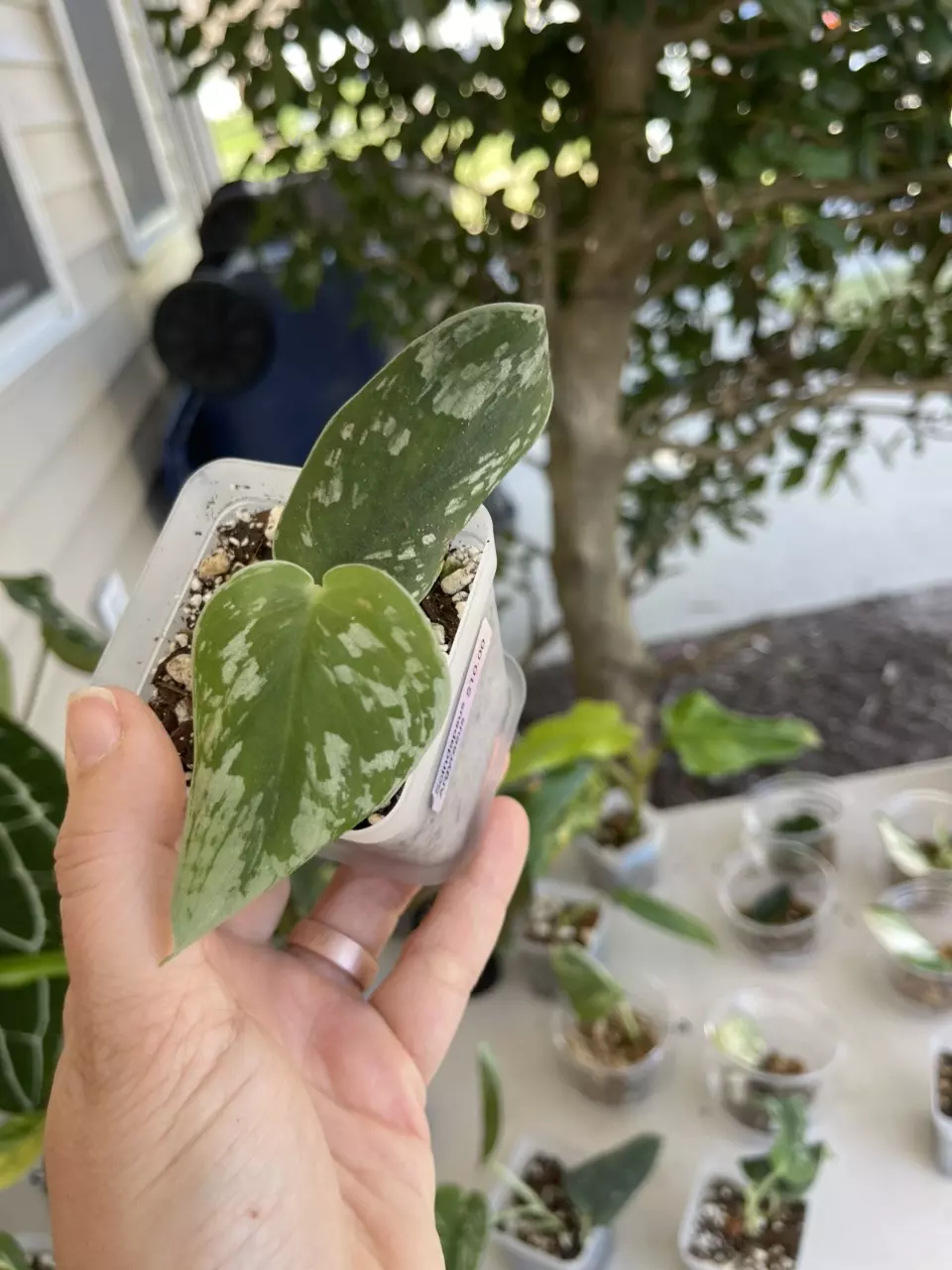 Scindapsus Argyraeus thumbnail