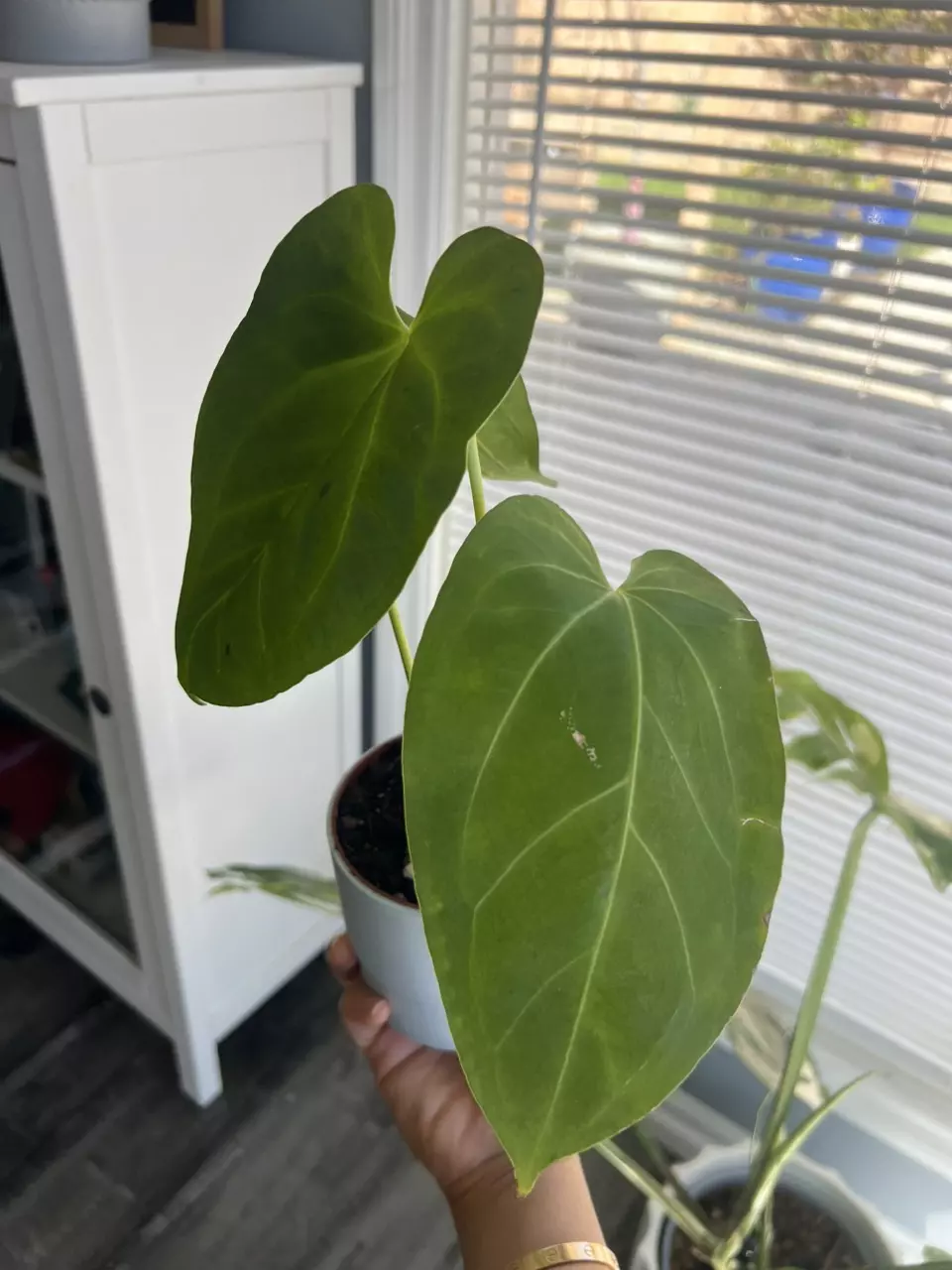 Anthurium AOS x MAG thumbnail