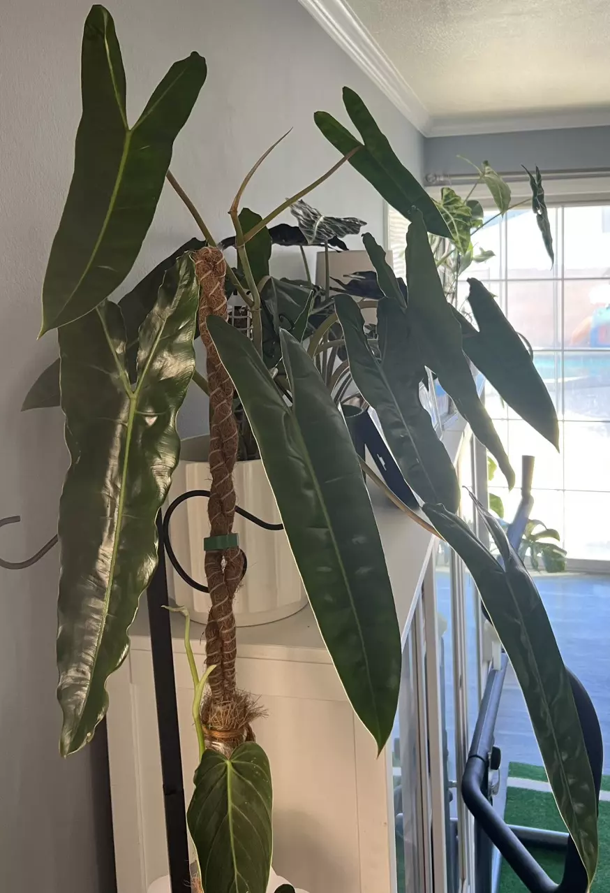 Philodendron Billietiae thumbnail