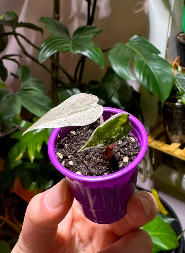 Alocasia Pink Bambino thumbnail