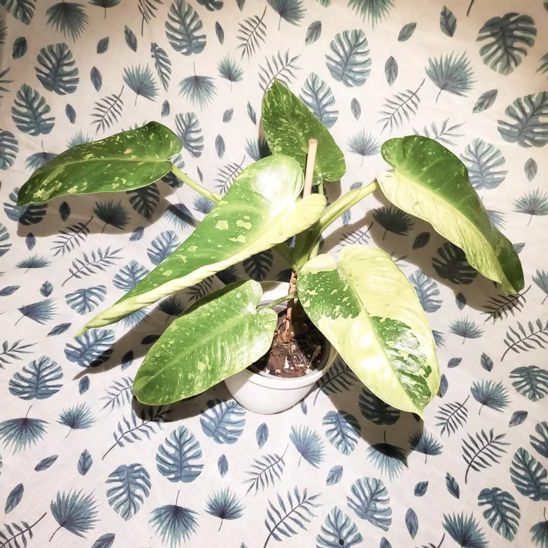 Philodendron Jose Bueno – Well Established & Variegated thumbnail