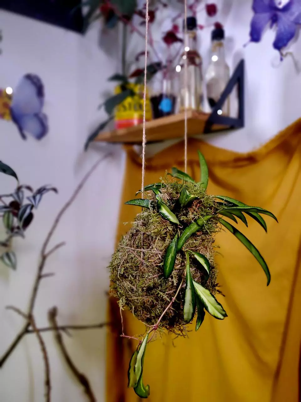 🌱🧶💗 Hoya Wayetii Variegata × Kokedama thumbnail