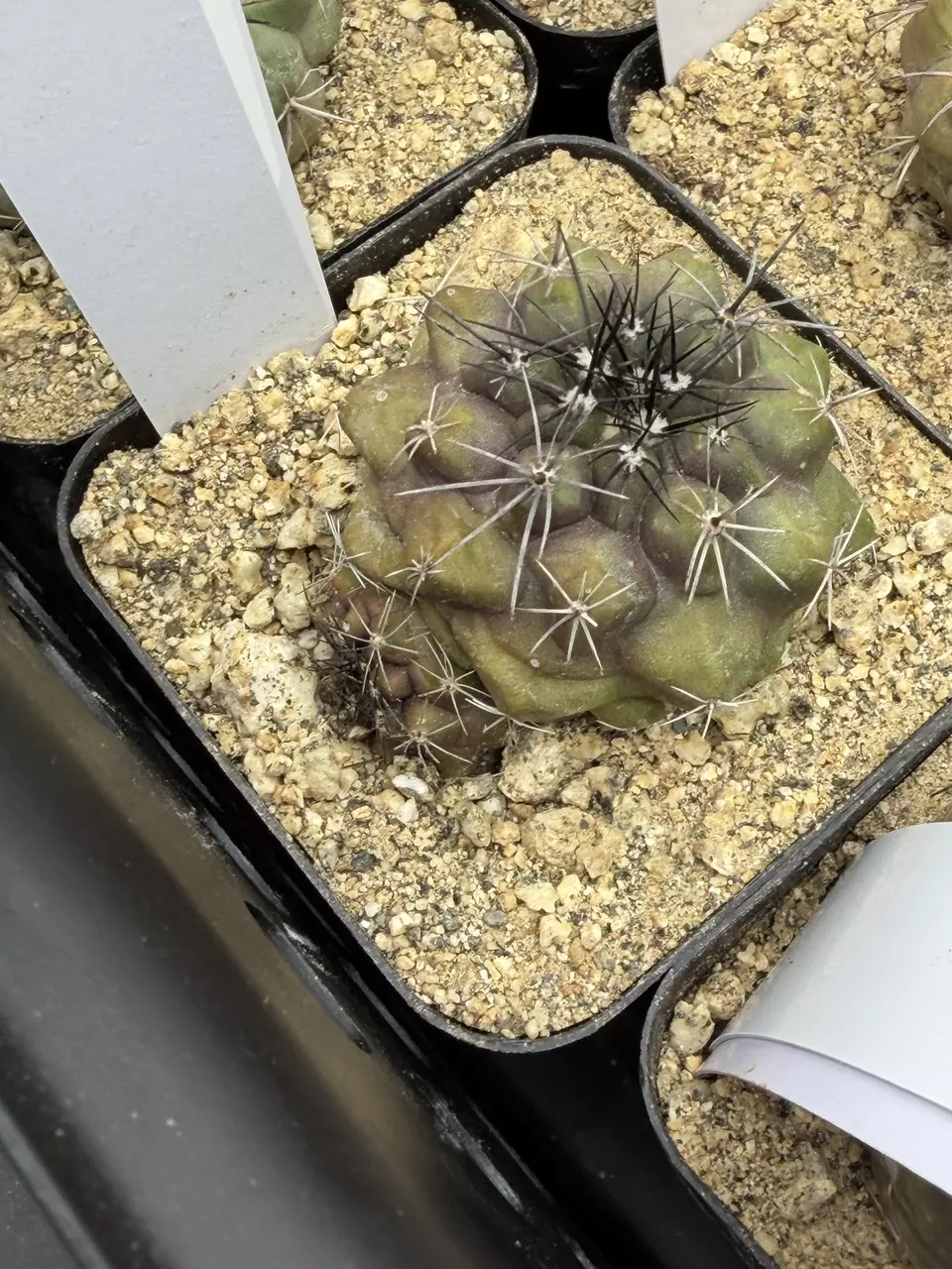4238 - Copiapoa esmeraldana from seed thumbnail