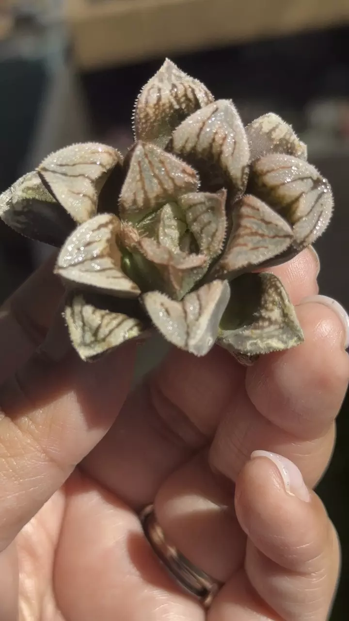Haworthia Jiangnan Snow GC thumbnail