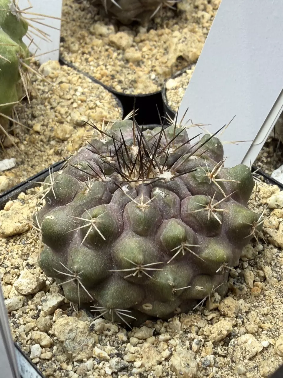 4354 - Copiapoa Krainziana brunaspina from seed, scar on backside thumbnail