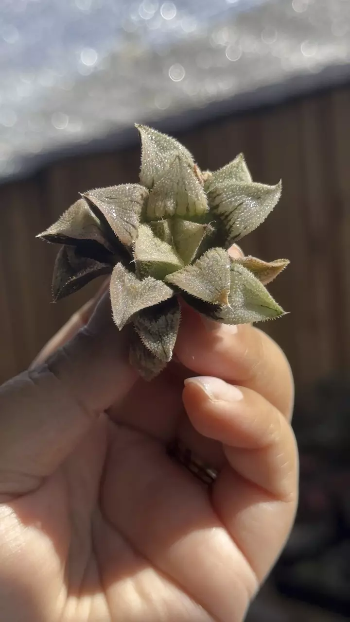 Haworthia hybrid thumbnail