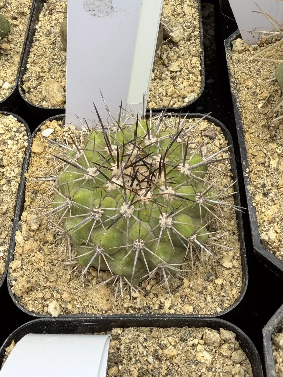 2062 - Copiapoa calderana from seed thumbnail