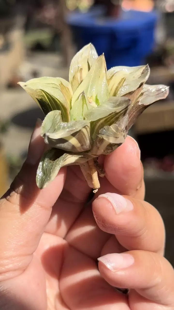 Variegated Ice City thumbnail