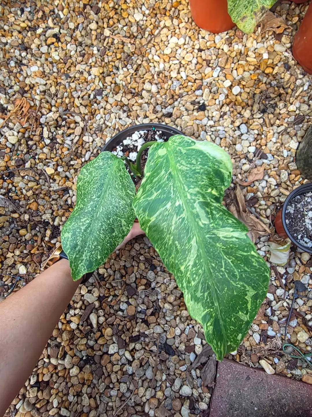 Monstera Thunderbolt thumbnail