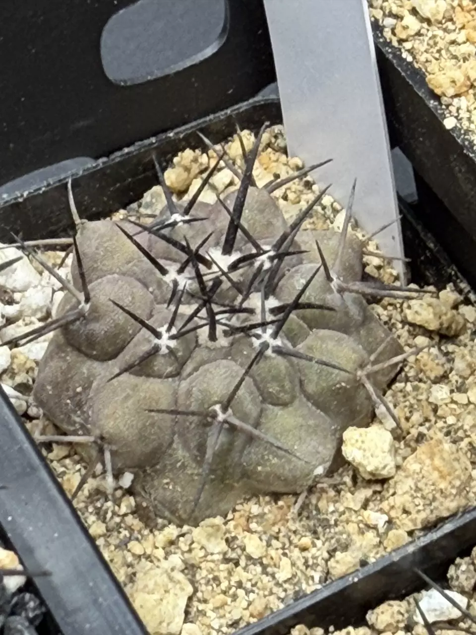 4568 - Copiapoa cinerea from seed thumbnail