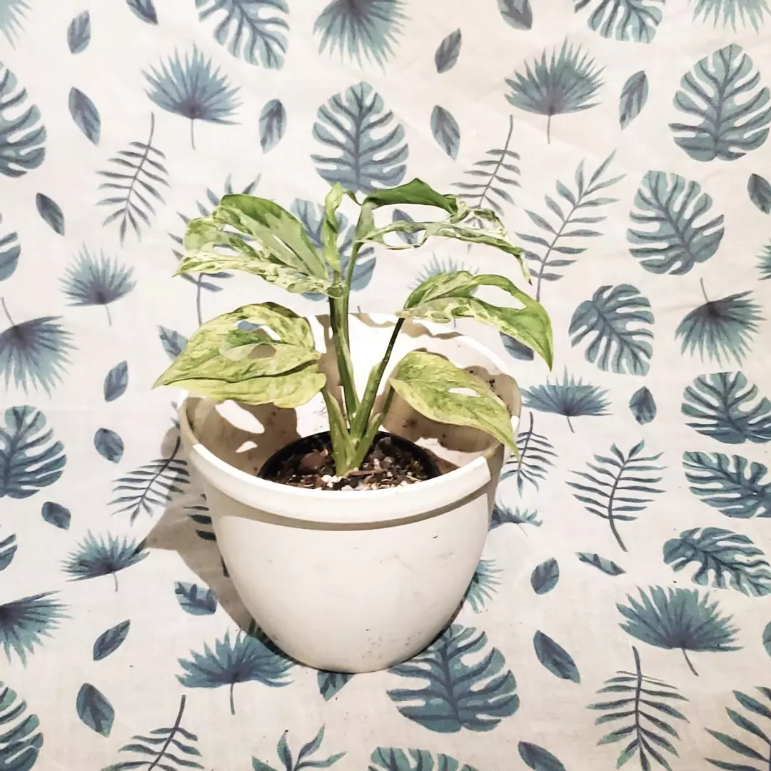 Established Monstera Adansonii Indo Mint (4" Pot) thumbnail