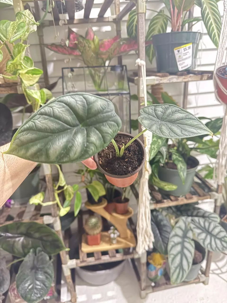 Rare Alocasia Dragon Scale – Exotic Indoor Plant thumbnail