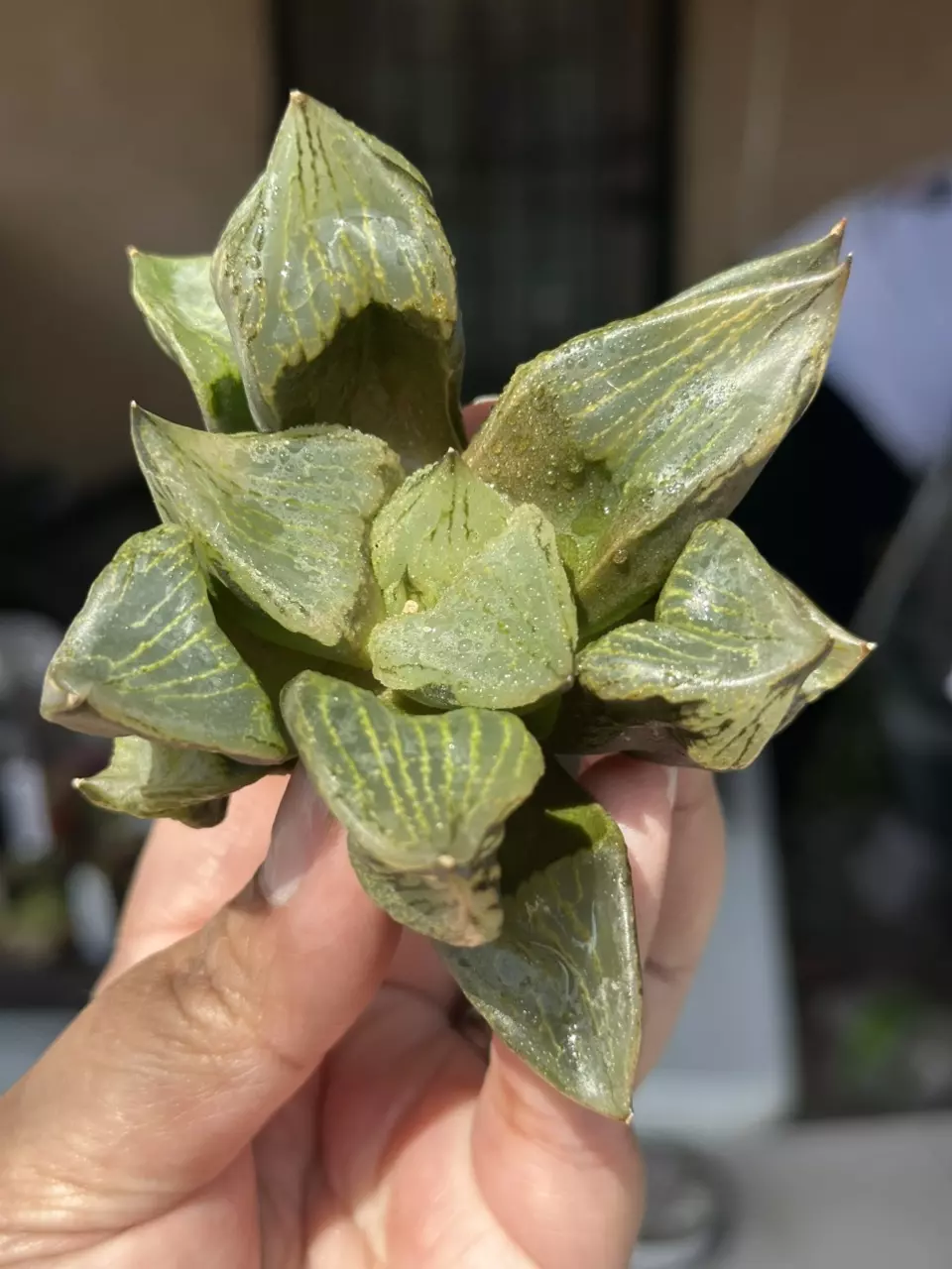 Urahannya GC thumbnail