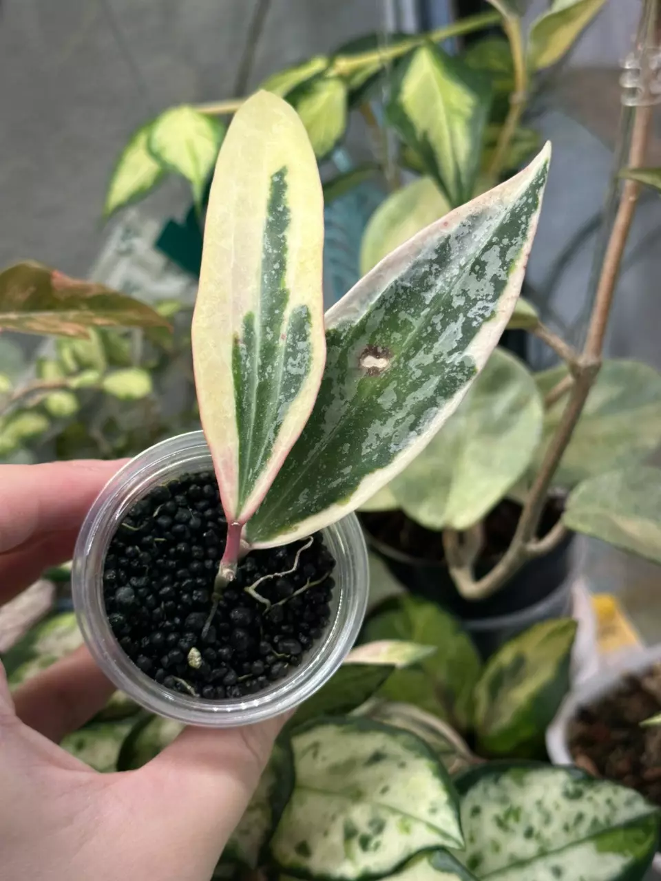 Rangsan Albo - well rooted 2 nodes - actively growing thumbnail