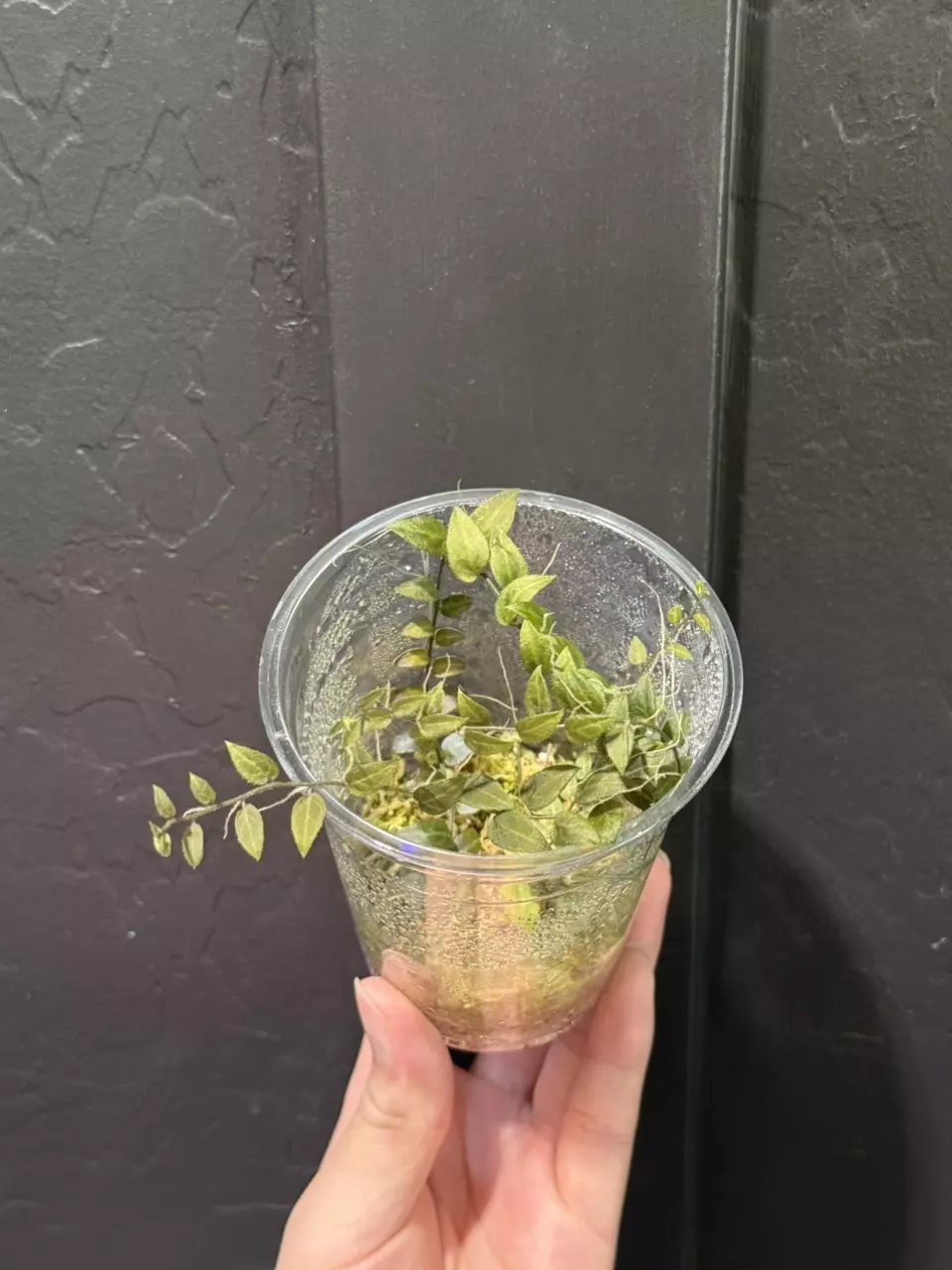 Solanum Evolvulifolium #3 thumbnail