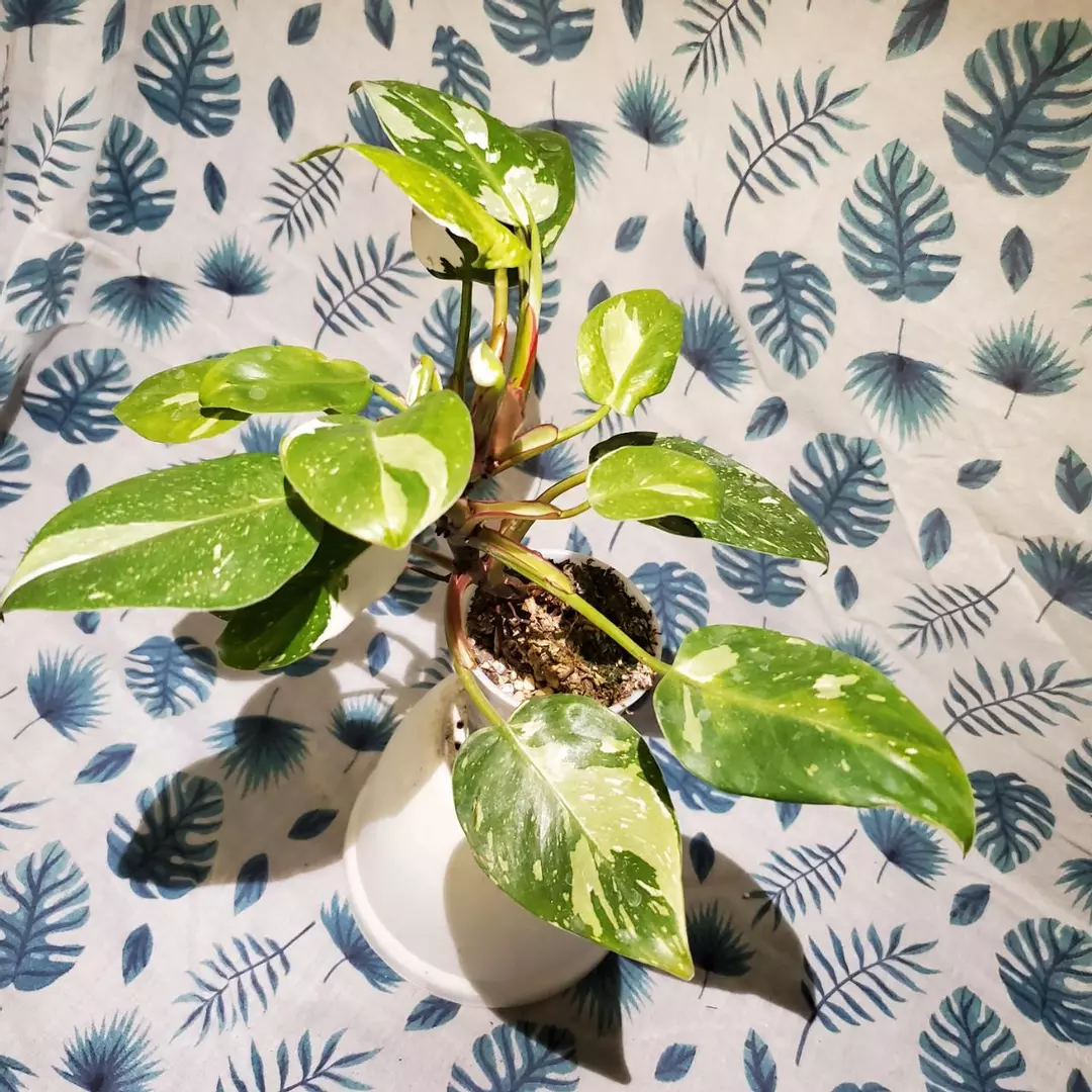 Philodendron White Princess (Double Growth Point - Semi-Hydro) thumbnail