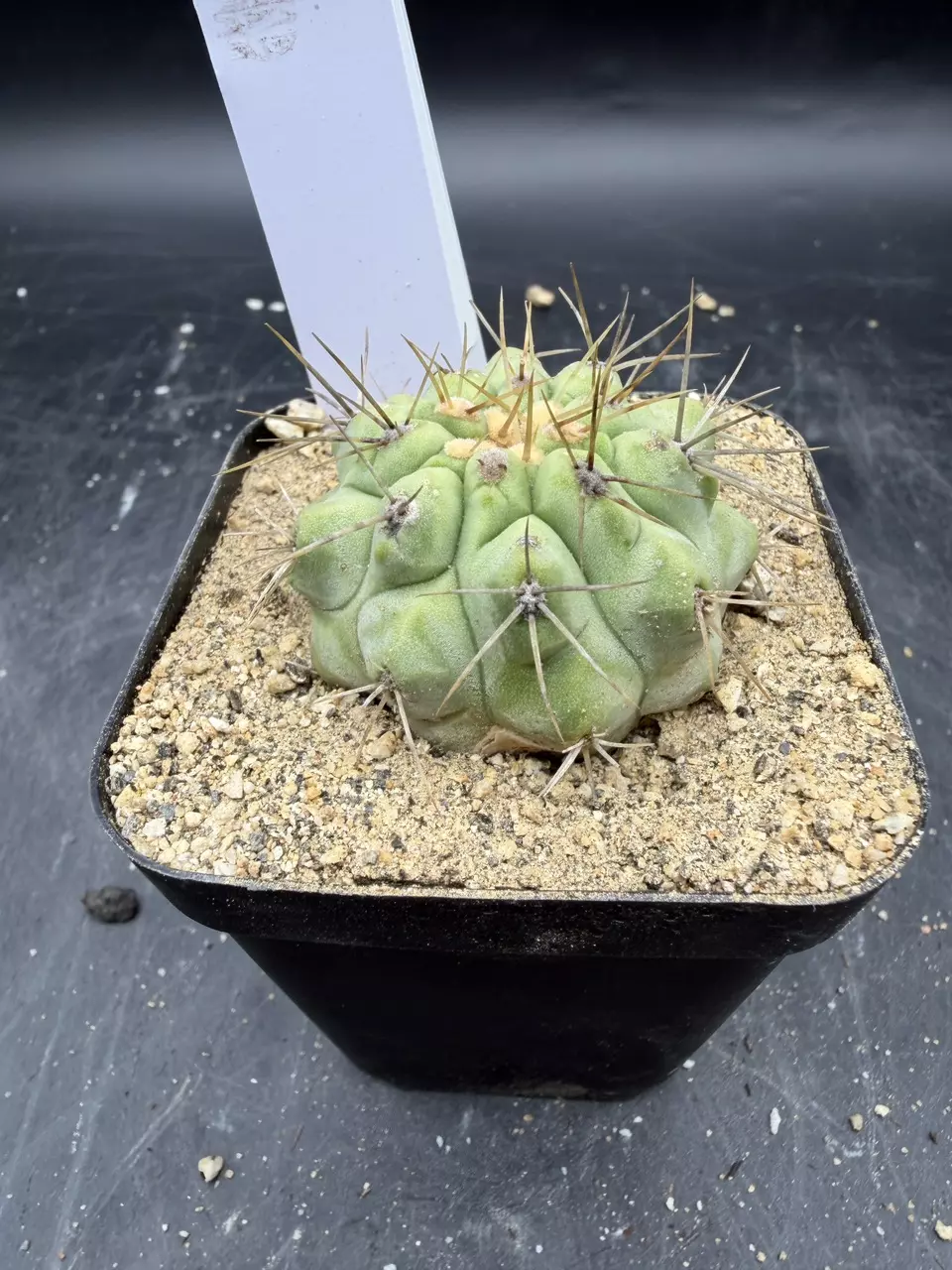 2294 - Copiapoa hasetoniana from seed thumbnail