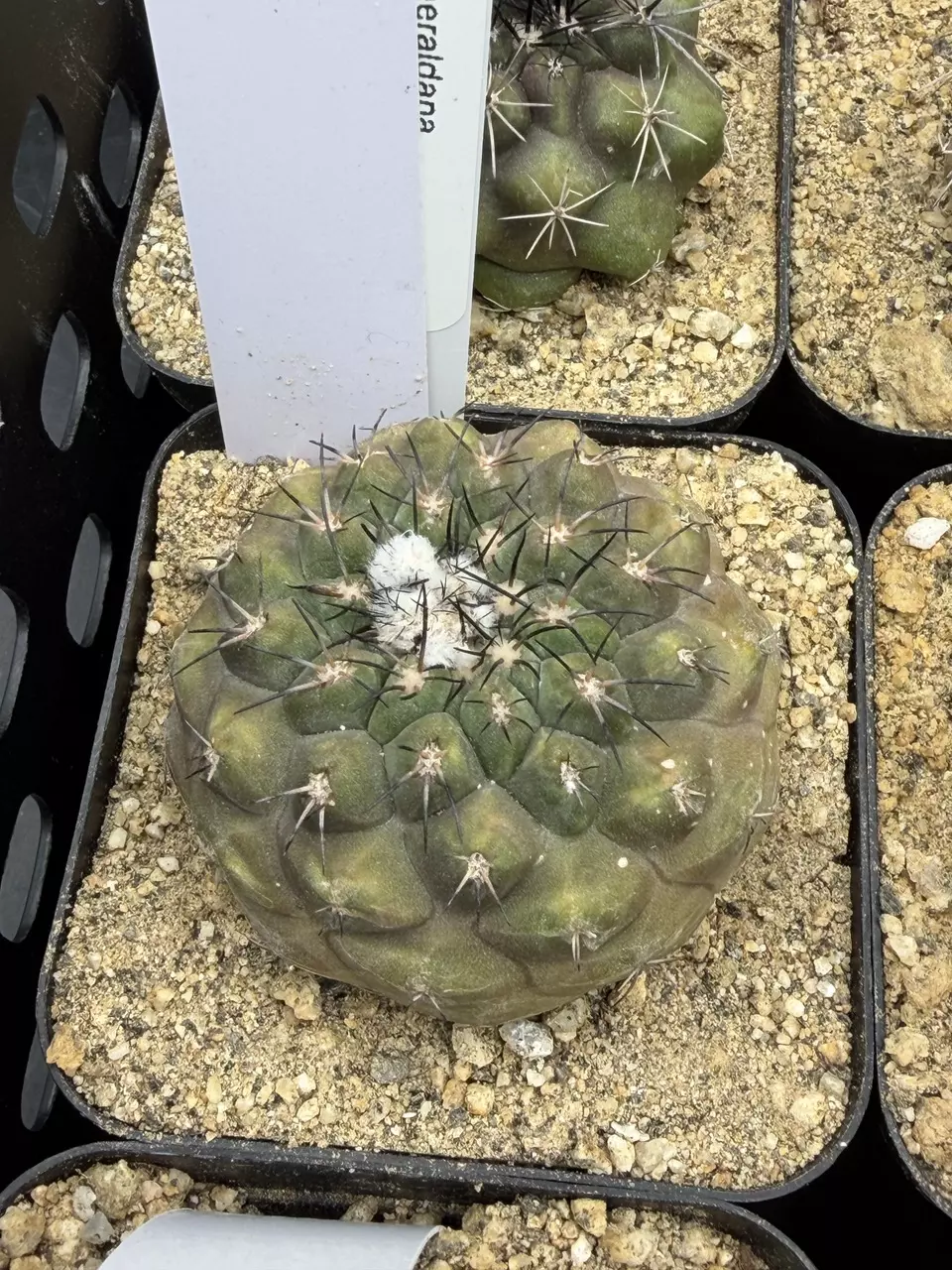 2149 - Copiapoa sp. from seed thumbnail