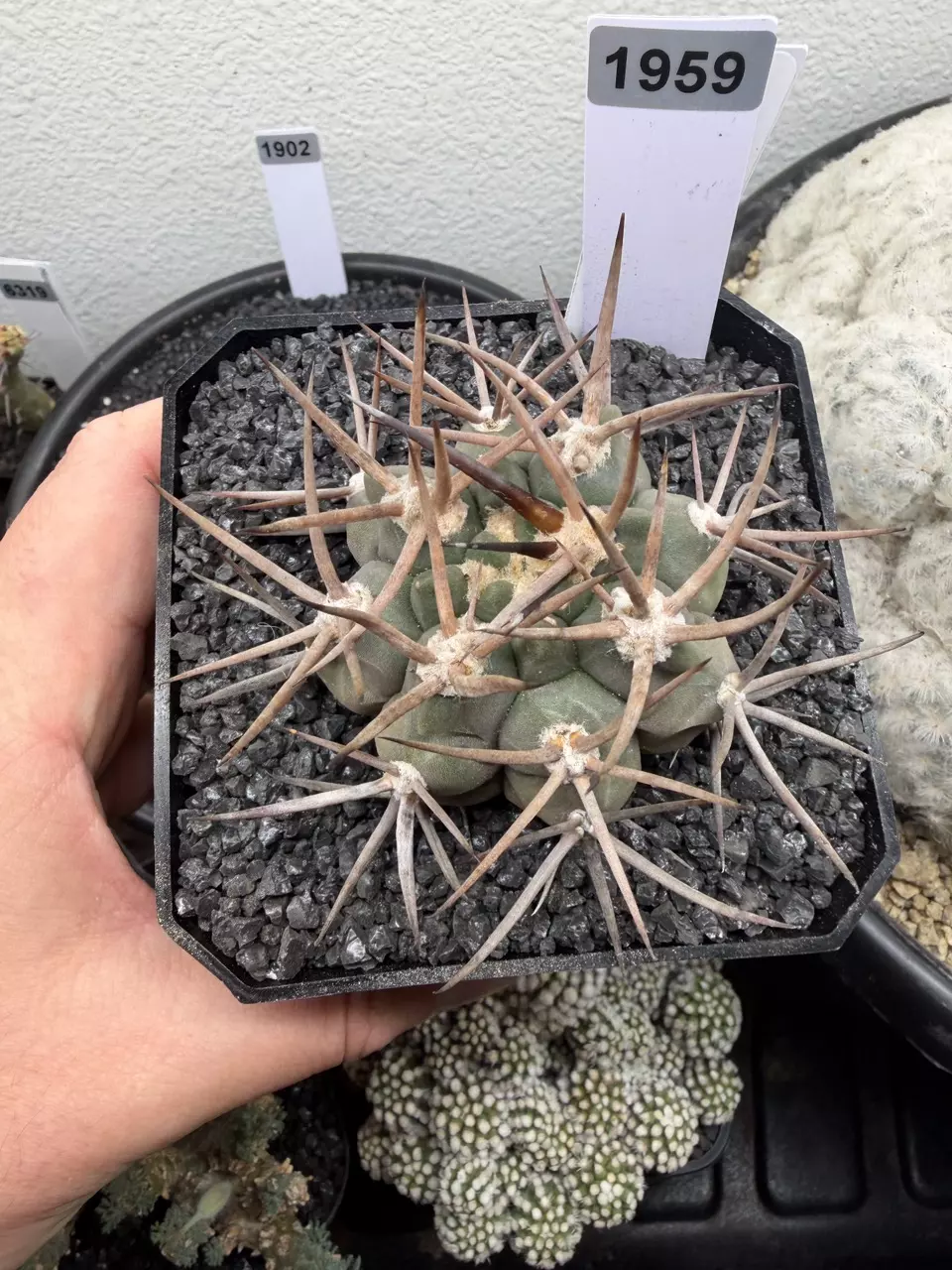1959 - Gymnocalycium mazanense “Morikane matenryu” from seed thumbnail
