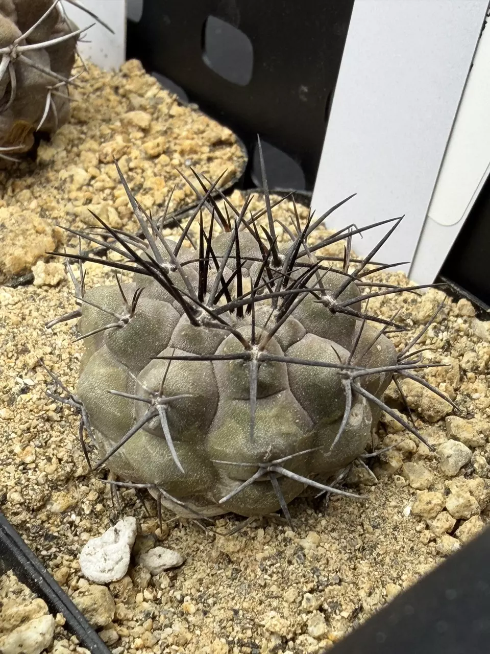 4538 - Copiapoa cinerea from seed thumbnail