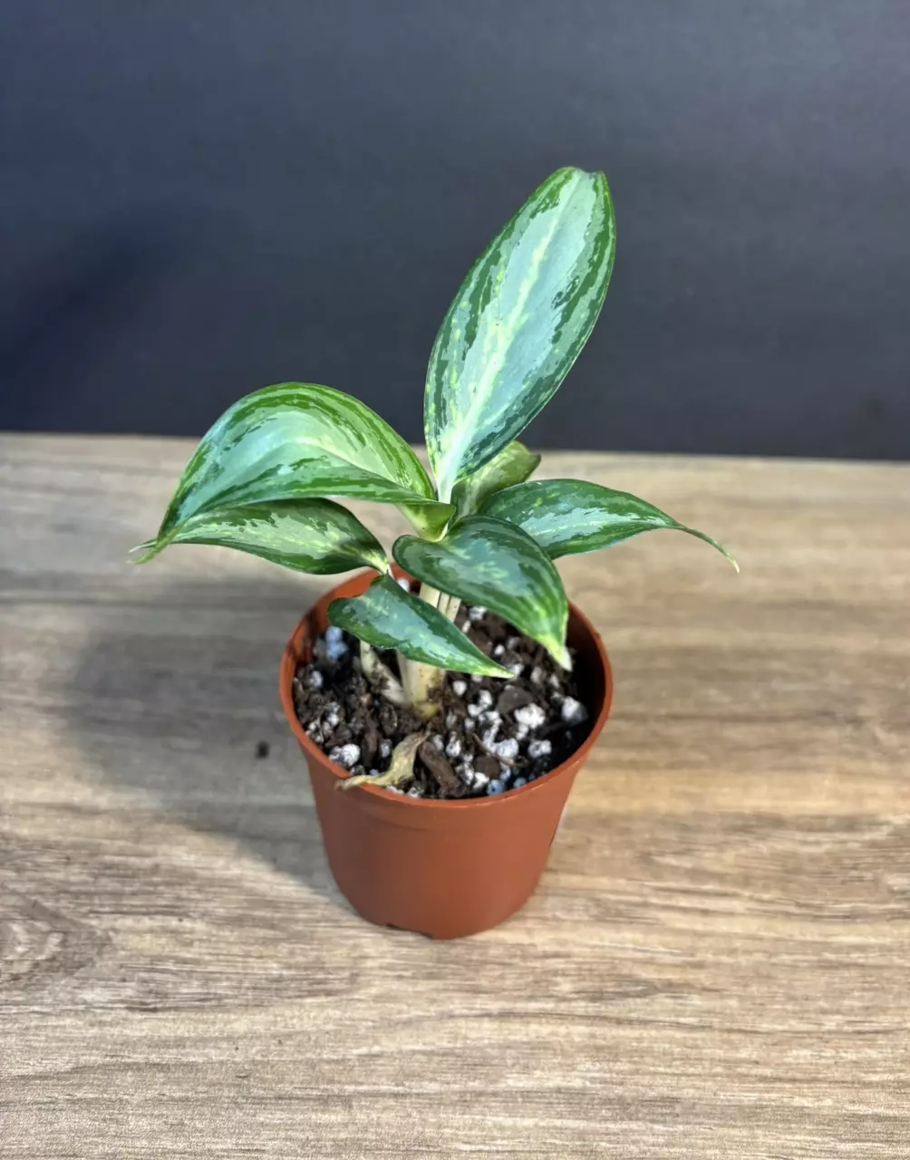 Aglaonema White Rain 3” - grower’s choice thumbnail