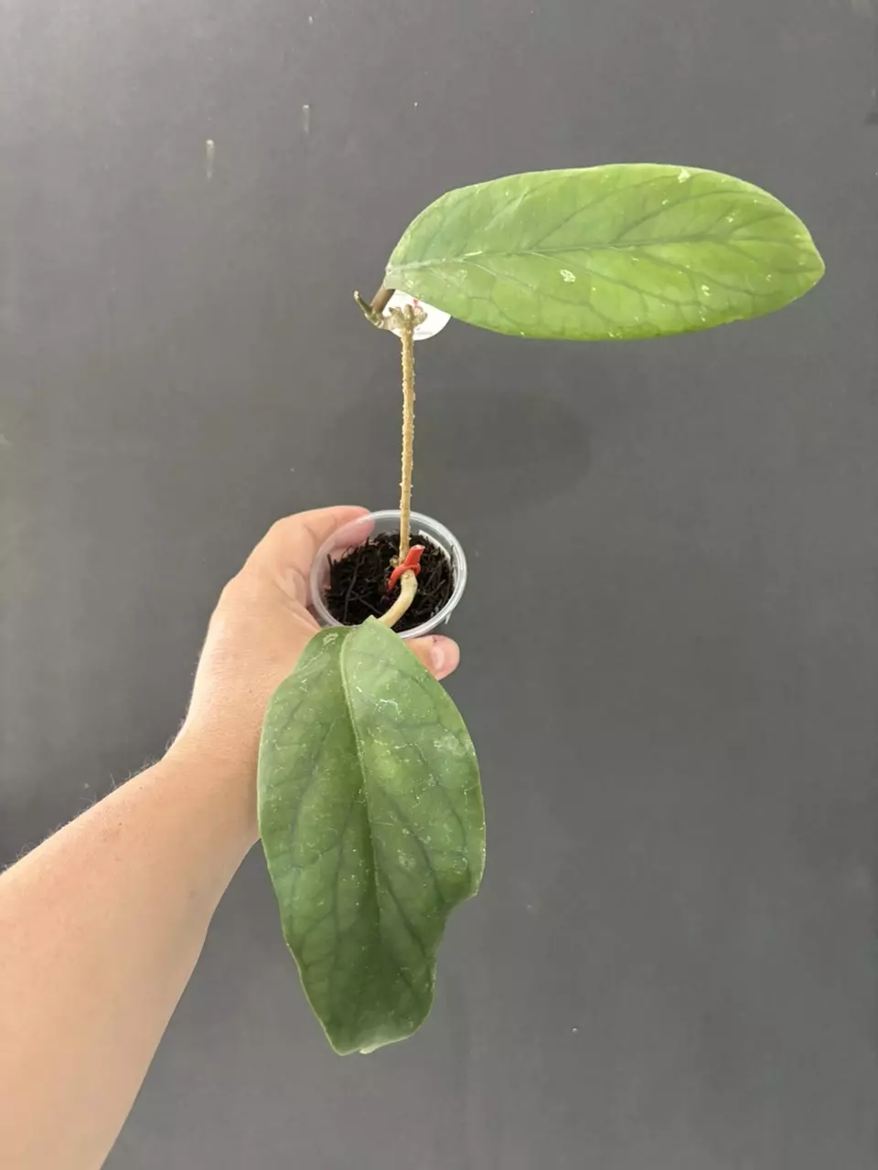 Hoya Meredithii thumbnail