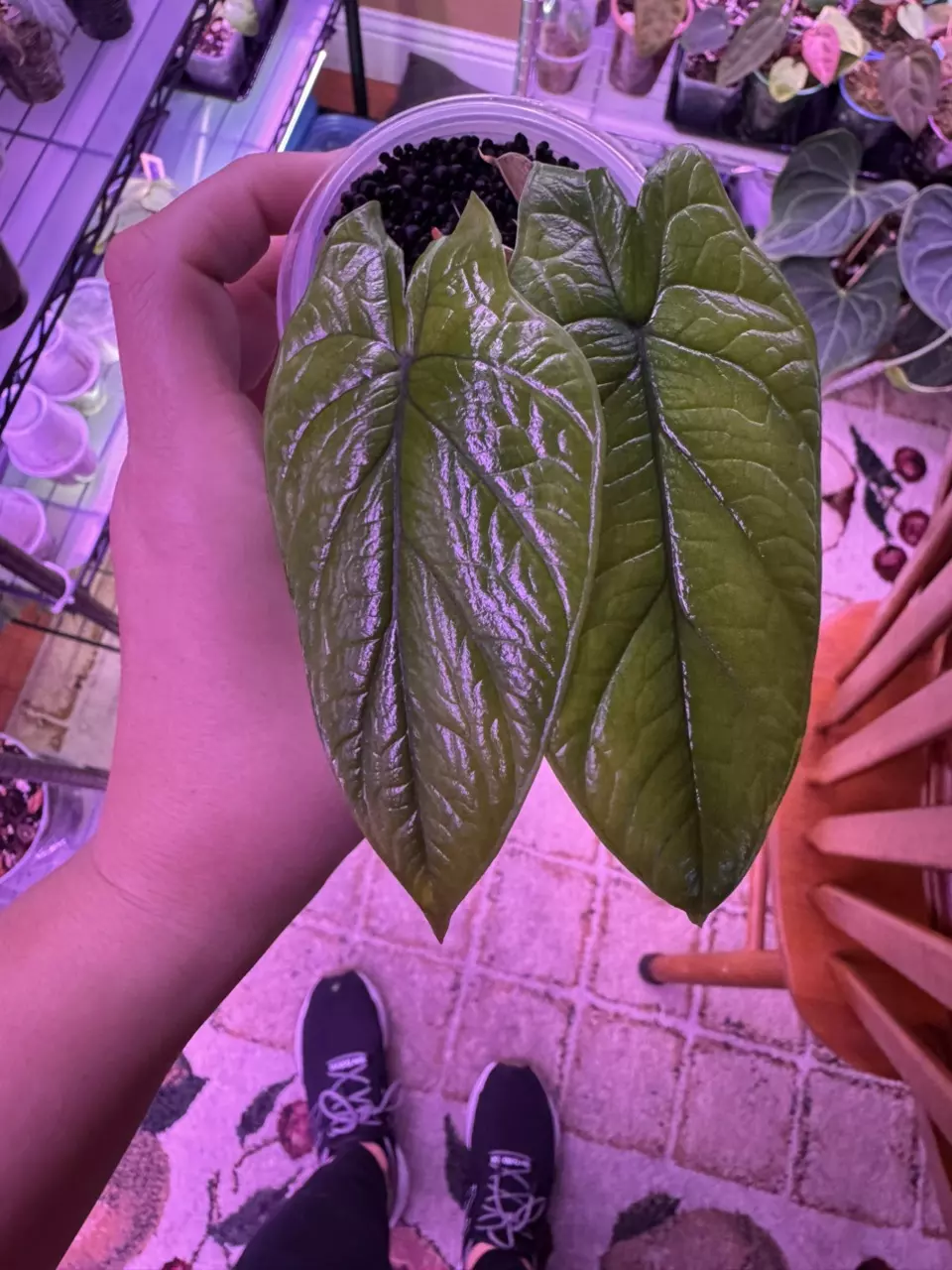 Alocasia Scalprum x 2 thumbnail