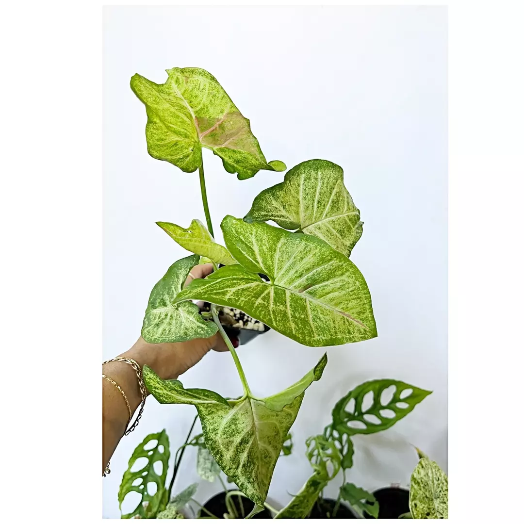 🎋 Syngonium Confetti thumbnail