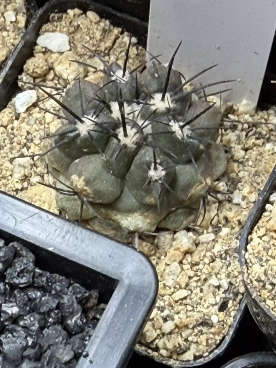 2468 - copiapoa cinerea hybrid from seed thumbnail