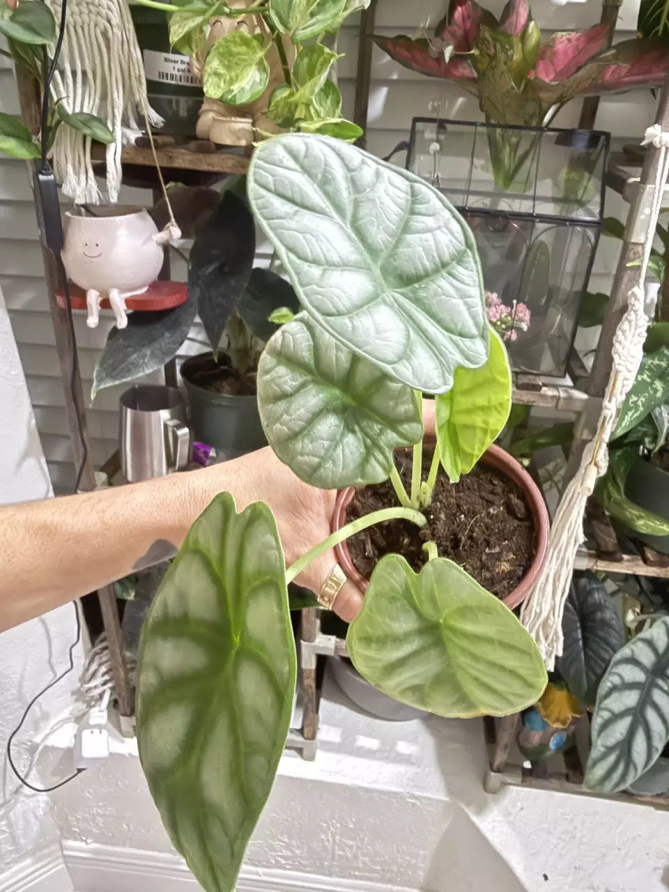 Alocasia Silver Dragon – Rare Indoor Plant thumbnail