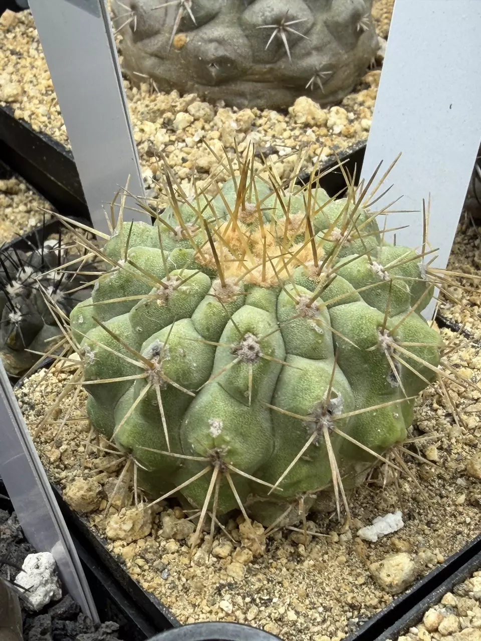 1573 - Copiapoa haseltoniana from seed thumbnail