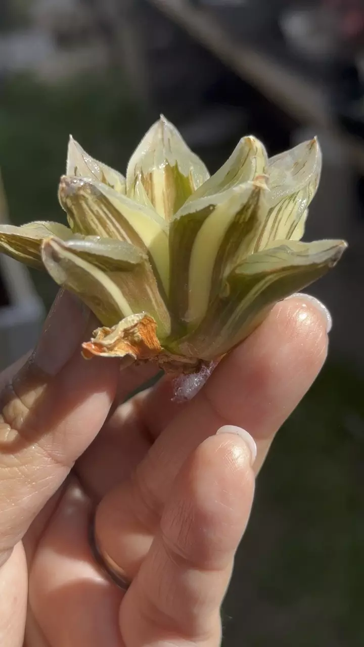 Variegated Ice City thumbnail