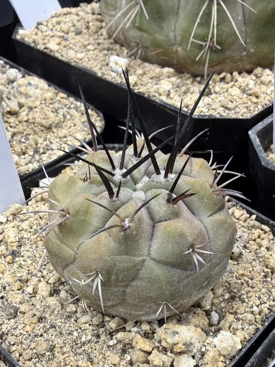 2341 - Copiapoa cinerea from seed thumbnail