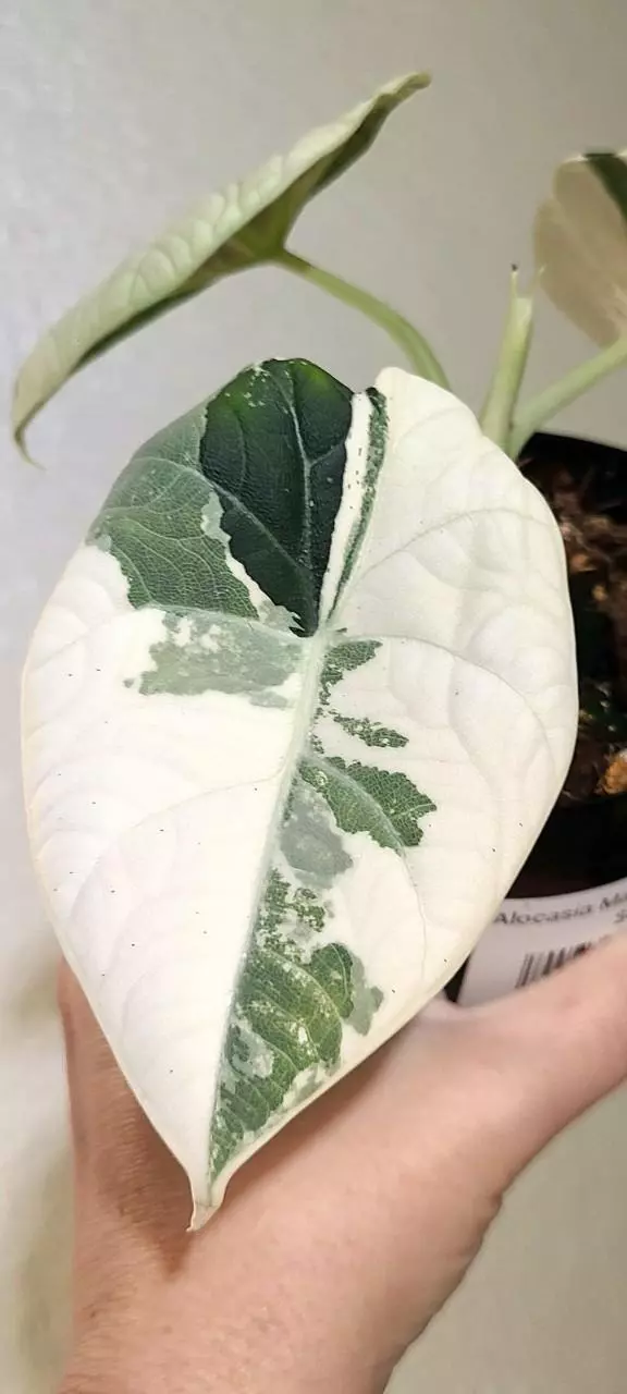 PINK ALBO MAHARANI ‼️ CORM ‼️ thumbnail