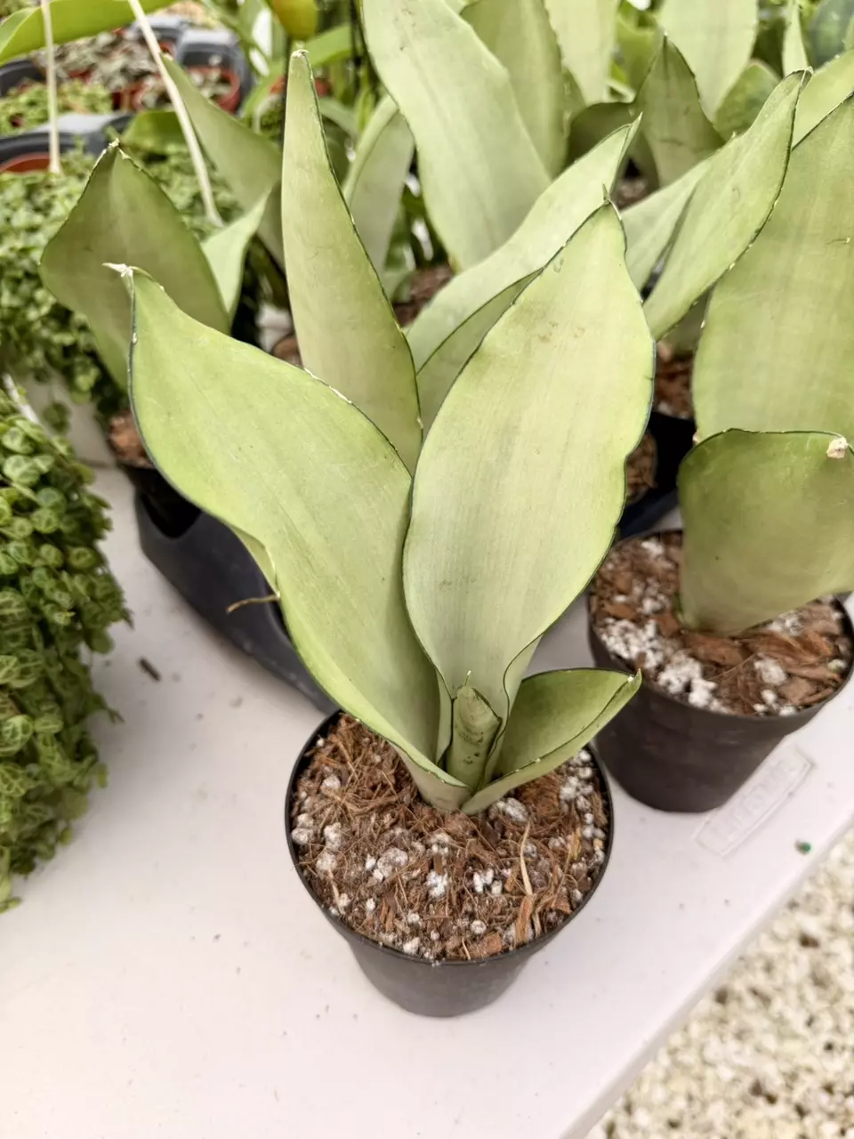 4" Sansevieria Moonlight thumbnail