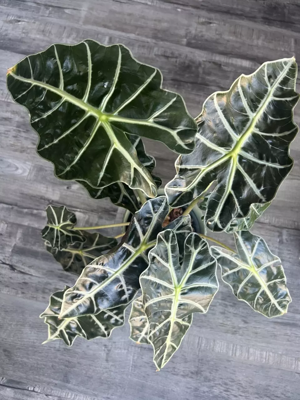 Alocasia Polly thumbnail