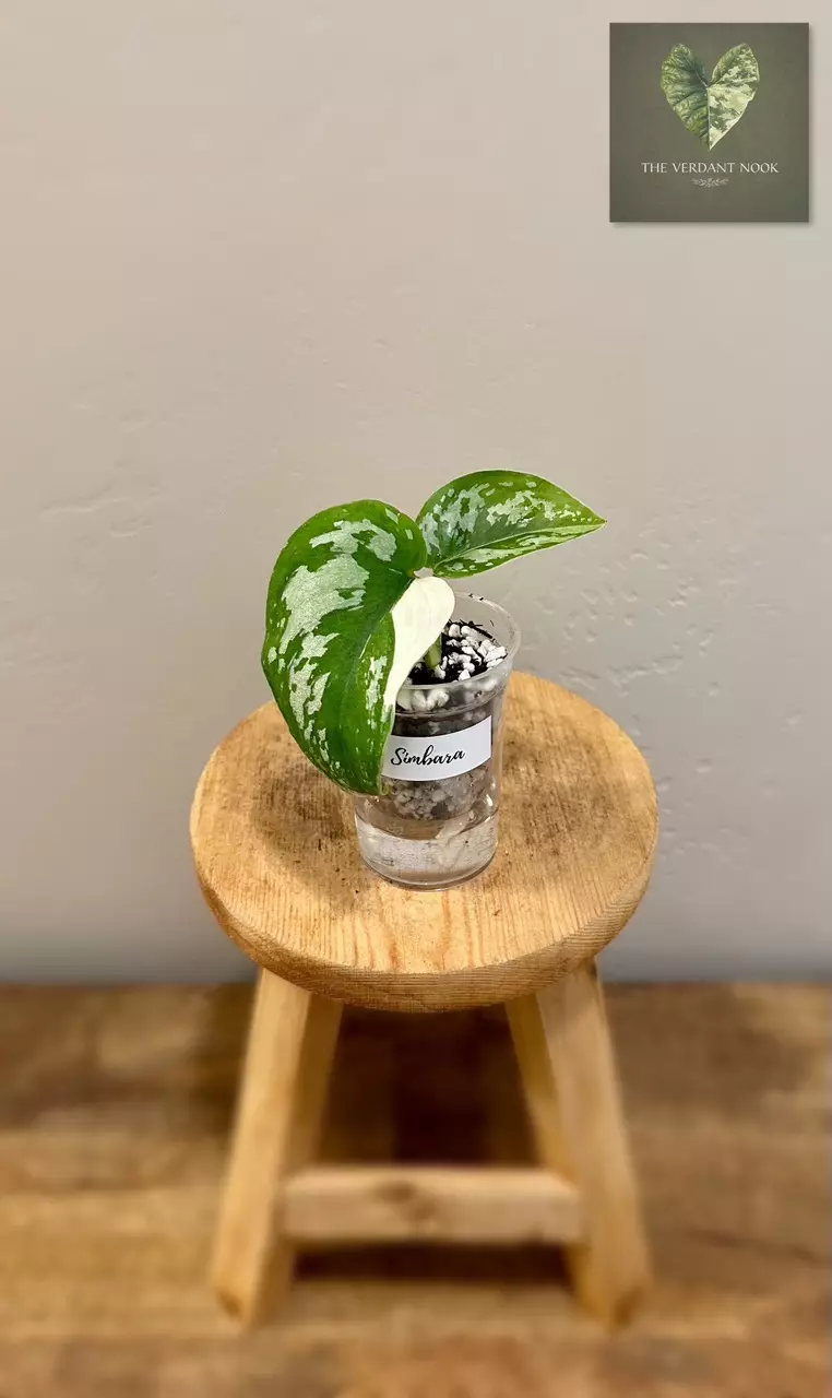 Scindapsus ‘Simbara’ | Exact Plant | Rare Variegated 3” thumbnail