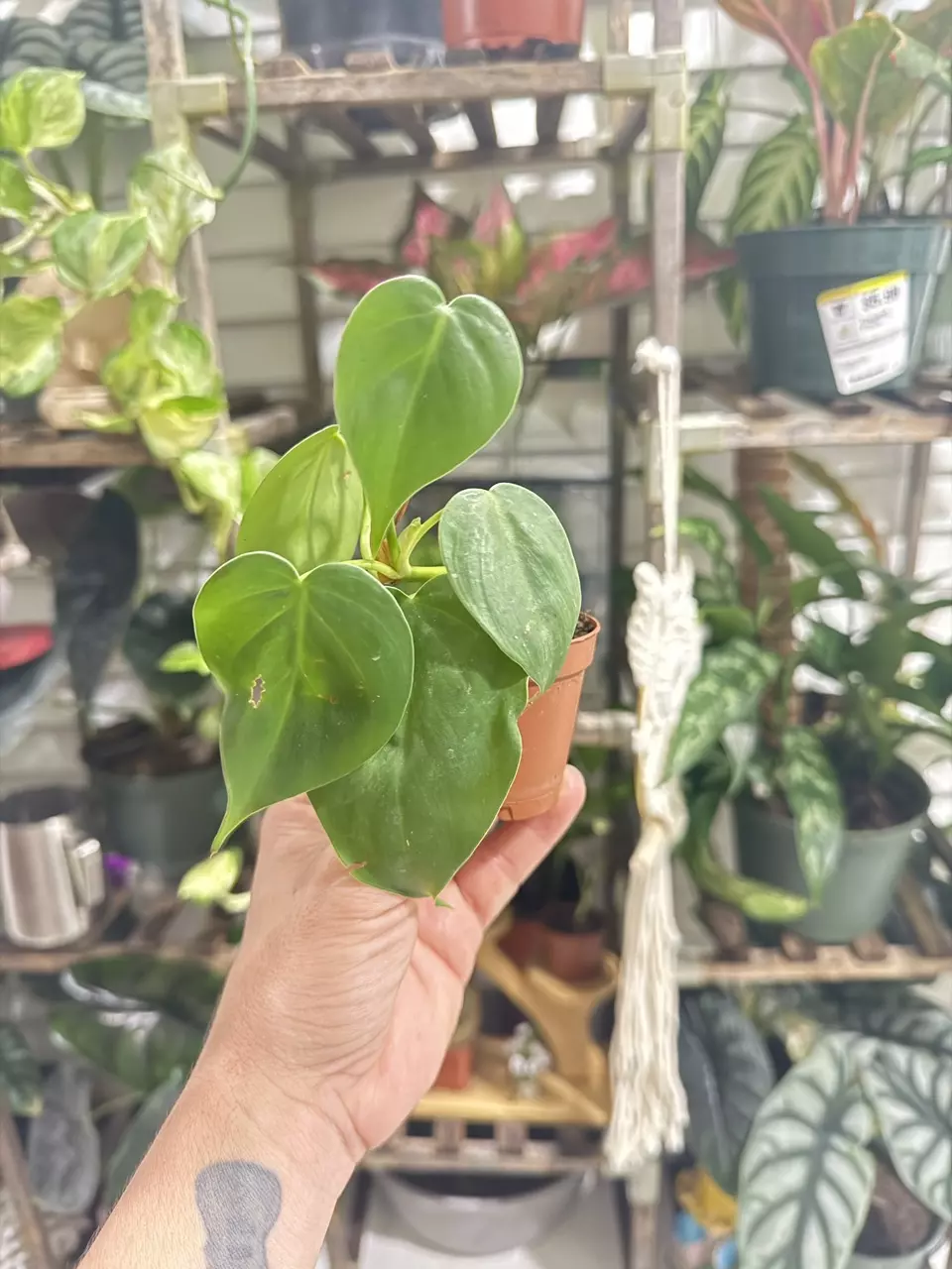 Philodendron Heartleaf – Easy Indoor Trailing Plant thumbnail