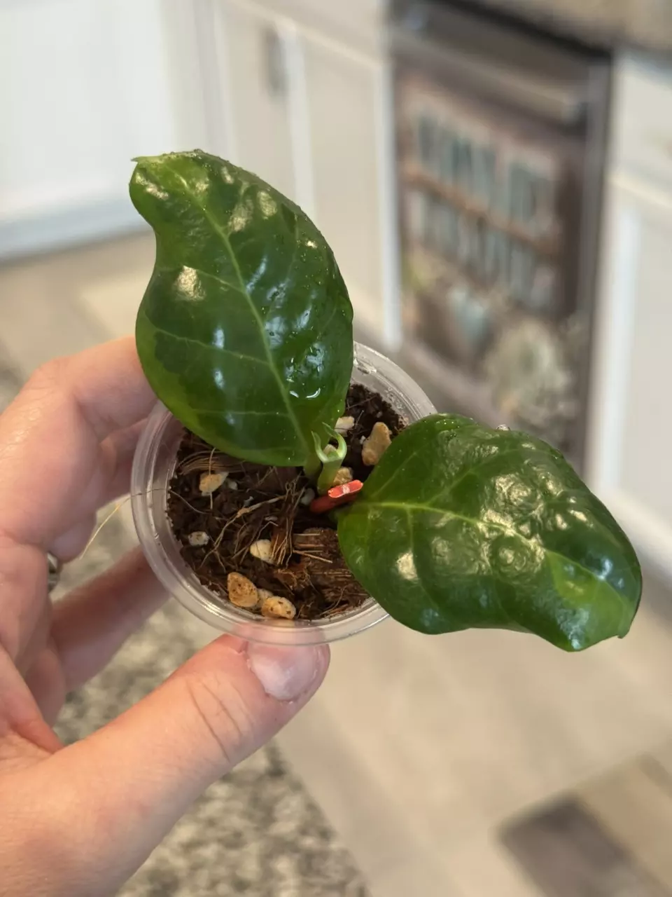 Hoya Obscura Albo thumbnail