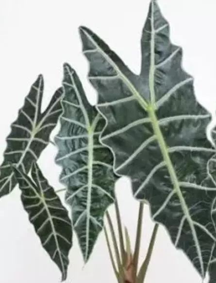 Alocasia African Mask Corm thumbnail